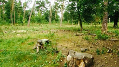 Ein Pfad im Wald in Kronau