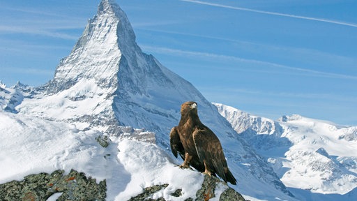 Steinadler vor dem Matterhorn