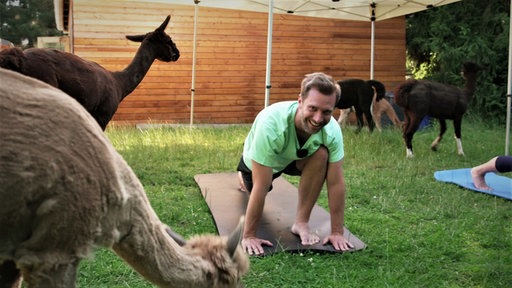 Daniel Aßmann beim Alpaka-Yoga