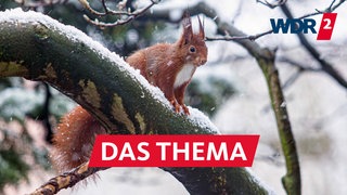 Eichhörnchen auf einem Ast im Schneetreiben in Köln (09.01.2025)