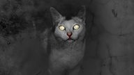 Katze im Dunkeln, mit reflektierenden Augen