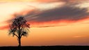 Hinter einem Baum färbt sich der Himmel kurz vor Sonnenaufgang in Rottönen