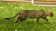 Eine Savannah-Katze streift über eine Wiese.