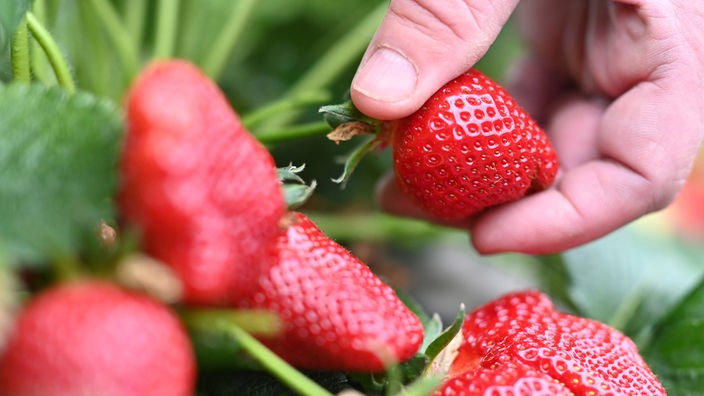 Beim Beerenhof Ell werden in einem Folientunnel Erdbeeren geerntet.