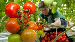 Tomaten werden von einer Frau geerntet. 