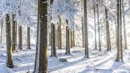 Die Landschaft am verschneiten großen Feldberg im Taunus ist bei Sonnenschein dick mit Raureif überzogen