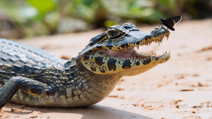 Krokodile Haben Einen Schlechten Ruf Klicker Nachrichten Fur Kinder Nachrichten Kinder