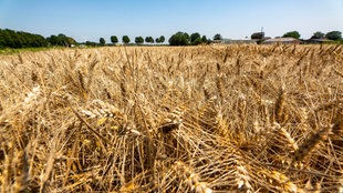 Weizenfeld kurz vor der Ernte