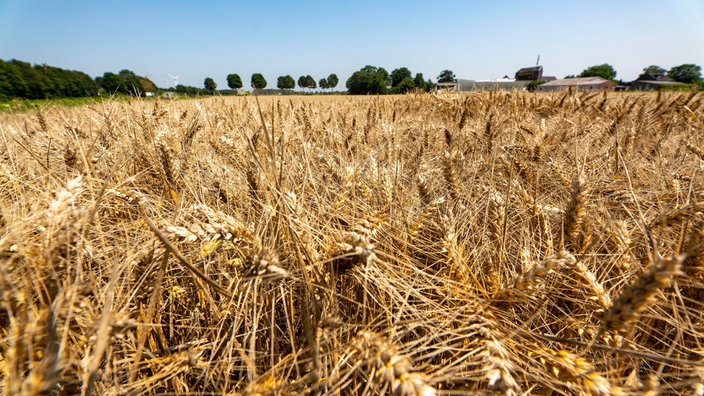 Weizenfeld kurz vor der Ernte