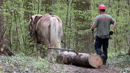 Ein Arbeiter mit einem Rückepferd im Wald im Einsatz. 