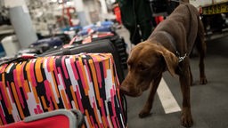 Ein Drogenspürhund schnüffelt während einer Gepäckkontrolle des Zolls am Flughafen an Koffern.