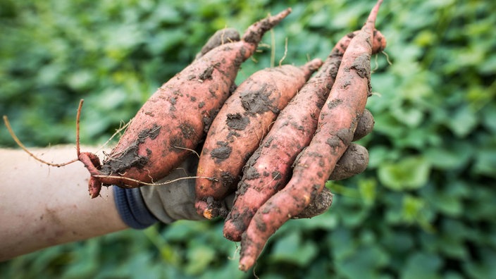 Mann hält vier Süßkartoffeln nach der Ernte in der Hand. 