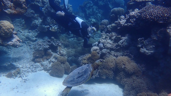 Taucherin neben Meeresschildkröte
