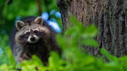 Nahaufnahme eines Waschbärs in einem Wald in Kassel. 