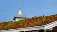 Dachbegrünung - ökologischer Hausbau