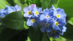 Blaue Vergissmeinnicht Blumen von der Sonne angestrahlt.