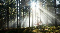 Sonnenstrahlen strahlen im Nebel durch Baumstämme im  Schwarzwald