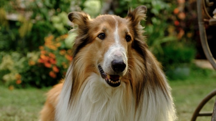 Lassie in einer Szene des Films "Lassie - Ein neues Abenteuer"