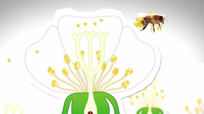 Animation: Eine Biene fliegt über eine Blüte.