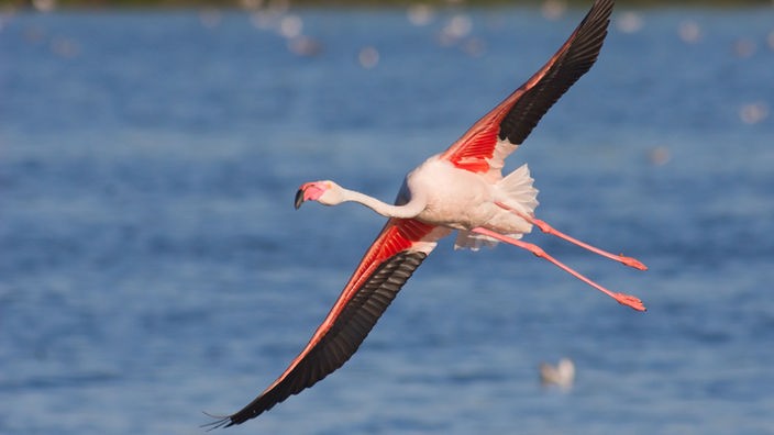 Stars im Zwillbrocker Venn: Flamingos