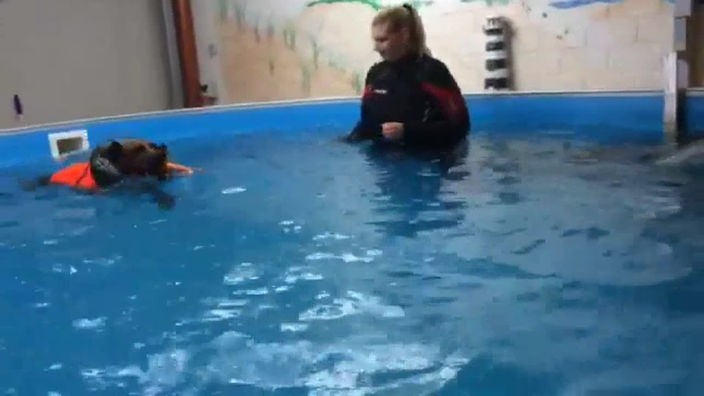 Hund mit Schwimmweste