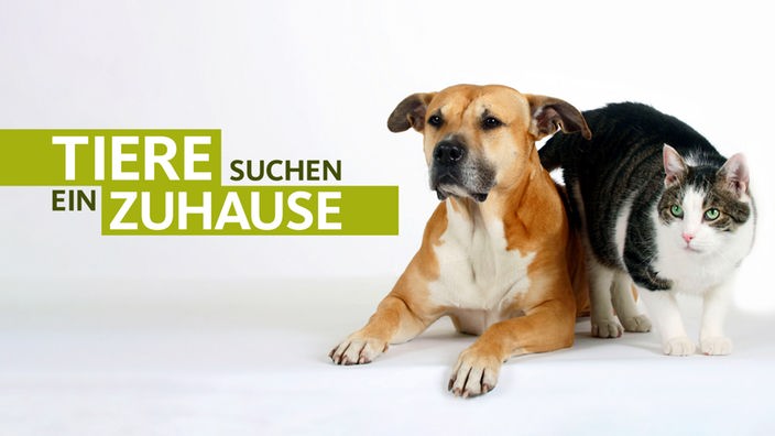 Tierheim Koblenz Hunde