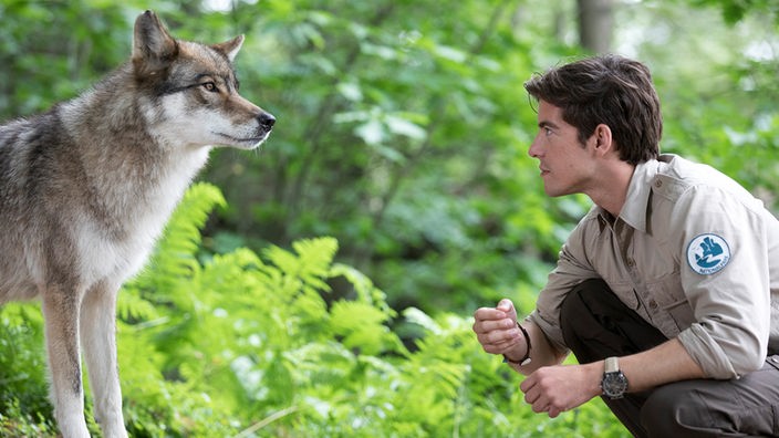 Ein kniender Ranger steht sich Auge in Auge mit einem Wolf gegenüber.
