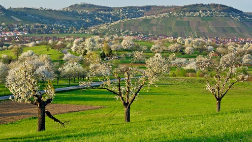 Blühende Streuobstwiese im Ermstal