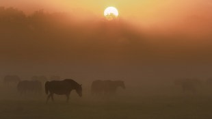 Pferde im Nebel