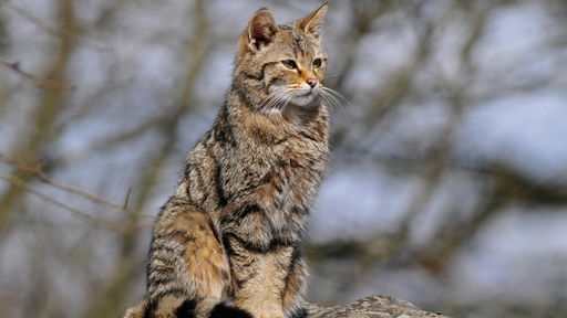 Eine Wildkatze sitzt auf einem Felsen und späht in die Landschaft.