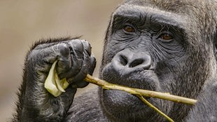 Ein Gorilla kaut auf einem Ast