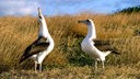 . Zwei weibliche Albatrosse werben umeinander. Eine seltene Konstellation und doch ziehen sie gemeinsam erfolgreich Küken groß.
