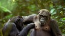 Freundschaft unter Schimpansen will gepflegt sein: Gegenseitig Lausen stärkt den Zusammenhalt.