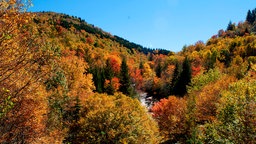 Während der letzten warmen Tage im Jahr sind die Great Smoky Mountains in alle nur erdenklichen Farbtöne getaucht. Die Herbstfarben sind eine spektakuläre Sehenswürdigkeit in den südlichen Appalachen.