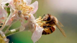 Eine Biene an einer Blüte