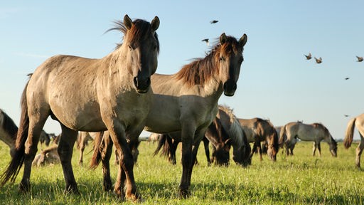Eine Gruppe Koniks (Ur-Pferde) auf einem Feld 