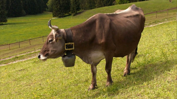 Die Kuh Lena mit einer Glocke um den Hals auf einer weiten Wiese