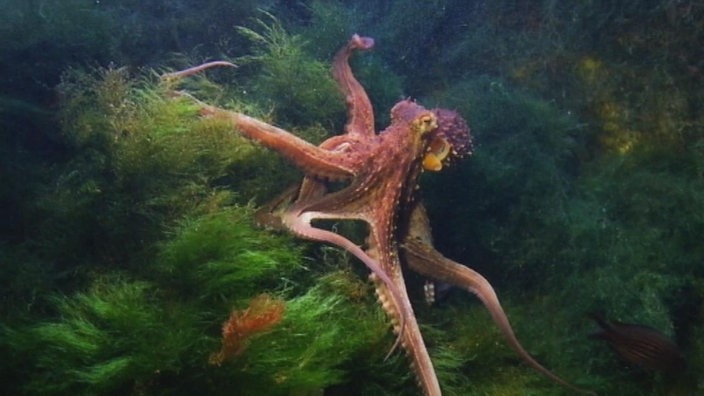 Aufnahme eines Oktopus unter Wasser