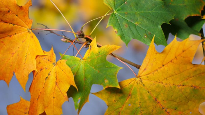 Wie ein Baum im Herbst seine Farbe wechselt