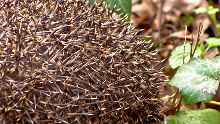 Ein eingerollter Igel