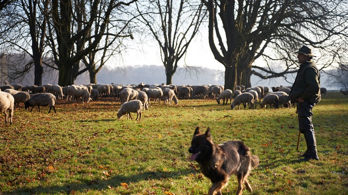 Ein Schäfer mit seinem Schäferhund und Schafen.