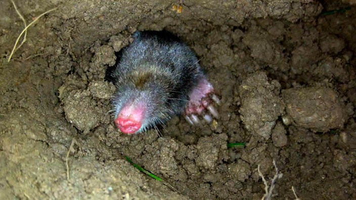 Ein Maulwurf gräbt sich durch seinen Tunnel