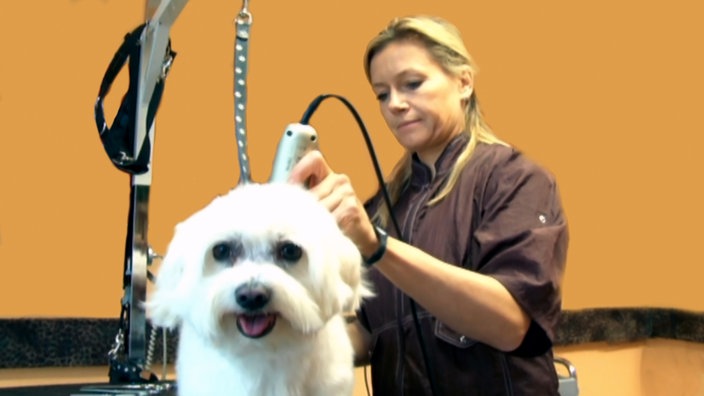 Jutta Bauer und Ole Könnecke  zeichnen "Kuh mit blauem Kleid" • Hund beim Friseur • Elefant föhnt Hase • Anke hat Denis T-Shirt gewaschen • Charlie und Lola mit "Spaghetti" • Elefant und Hase malen • David und Red "Mirror