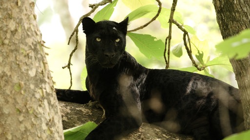 Ein Panther im Bau