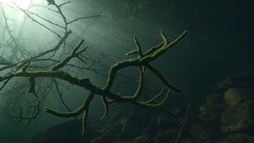 Unterwasseraufnahme von veralgten Baumwurzeln im Feldberger See bei Sonnenaufgang