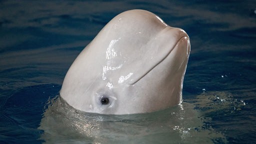 Ein weißes Belugawal-Weibchen taucht mit ihrem Kopf aus dem Wasser und schaut Richtung Kamera.