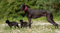 Greyhounds auf einer Wiese