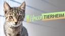 Eine getigerte Hauskatze schaut in die Kamera, auf dem Bild der Schriftzug "Hallo Tierheim"