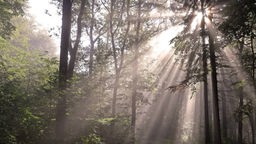 Wald im Siegerland mit Sonnenstrahlen