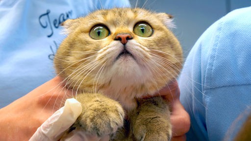 Eine jugne Babykatze schaut mit großen Augen in die Kamera.
